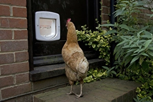 Hens Prints: Domestic Chicken, hen, looking at cat-flap in door