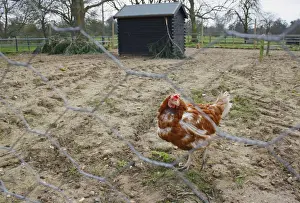 Hens Prints: Domestic Chicken, hen, standing in run with coop behind chicken-wire