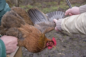 Feather Prints: Domestic Chicken, hen, wing clipping