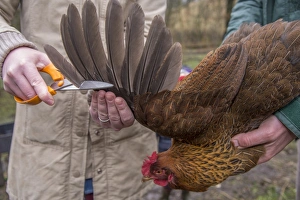 Domestic Chicken, hen, wing clipping, using sharp scissors to cut off first ten flight feathers of one wing
