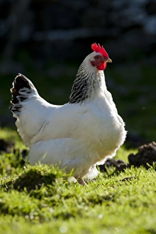 Domestic Chicken, Light Sussex, freerange hen, standing in field, Cumbria, England, June