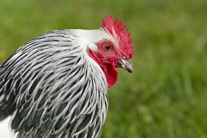 Domestic Chicken, Light Sussex, freerange cockerel, close-up of head, Essex, England, august