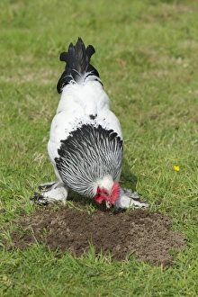 Chickens Prints: Domestic Chicken, Light Sussex