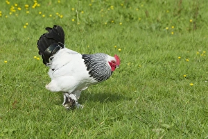 Domestic Chicken, Light Sussex, freerange cockerel, walking on grass, Essex, England, august