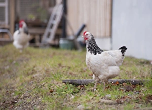 Hens Prints: Domestic Chicken, Light Sussex
