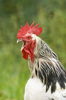 Chickens Prints: Domestic Chicken, Light Sussex cockerel