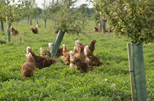 Flock Prints: Domestic Chicken, Lohmann Classic