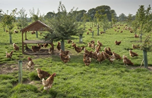 Domestic Chicken, Lohmann Classic, freerange hens, flock encouraged to range with planted trees
