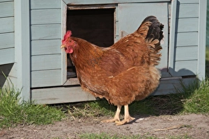 Domestic Chicken, New Hampshire Red, hen, standing beside coop on smallholding, Norfolk, England, april