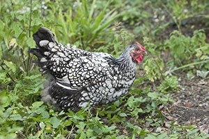 Hens Prints: Domestic Chicken, Silver-laced Wyandotte, freerange hen, standing, Essex, England, august