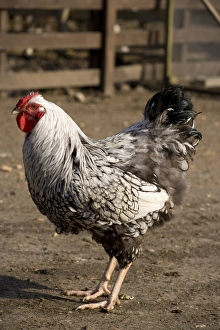 Domestic Chicken, Silver-laced Wyandotte, cockerel, standing in farmyard, England, March