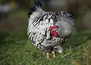 Chickens Prints: Domestic Chicken, Silver-laced Wyandotte bantam cockerel