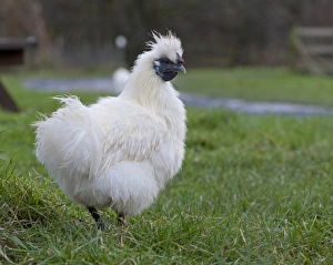 Hens Prints: Domestic Chicken, White Silkie bantam hen