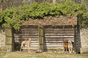 Pens Prints: Domestic Dog, adults, guard dogs barking, standing in run of kennel, England, march