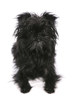 Terrier Prints: Domestic Dog, Affenpinscher, adult, laying