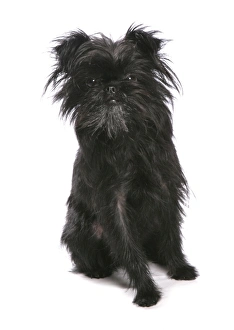 Terrier Prints: Domestic Dog, Affenpinscher, adult, sitting