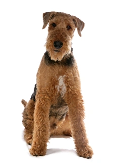 Terrier Prints: Domestic Dog, Airedale Terrier, adult male, sitting