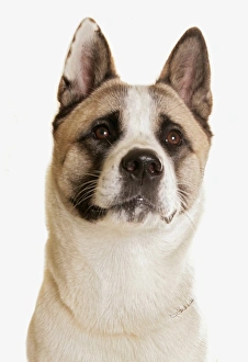 Cutout Prints: Domestic Dog, Akita Inu, adult, close-up of head