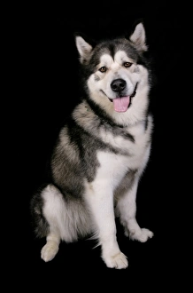 Alaskan Prints: Domestic Dog, Alaskan Malamute, adult female, sitting