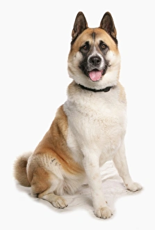 Trending: Domestic Dog, American Akita, adult female, sitting, with collar