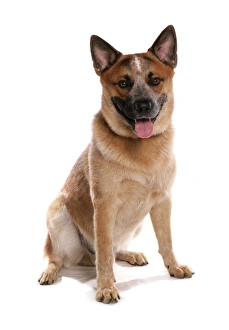 Cutout Prints: Domestic Dog, Australian Cattle Dog, adult, sitting
