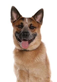Domestic Dog, Australian Cattle Dog, adult, close-up of head