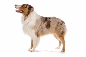 Shepherd Prints: Domestic Dog, Australian Shepherd Dog, adult female, standing