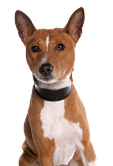 Domestic Dog, Basenji, adult male, with collar, close-up of head