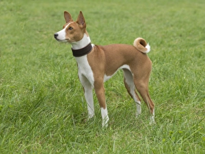 Collar Prints: Domestic Dog, Basenji, juvenile female