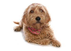 Domestic Dog, Basset Fauve de Bretagne, adult female, laying