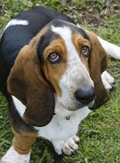 Dog Prints: Domestic Dog, Basset Hound, adult male, sitting, England, july