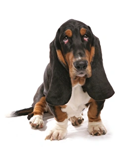 Hound Prints: Domestic Dog, Basset Hound, adult, sitting
