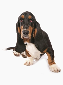 Domestic Dog, Basset Hound, adult, sitting