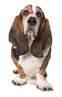 Dog Prints: Domestic Dog, Basset Hound, adult, standing