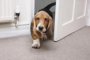 Domestic Dog, Basset Hound, puppy, walking through doorway, England, December