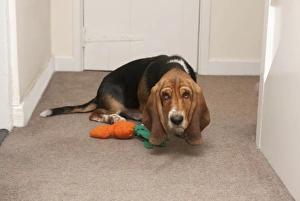 Domestic Dog, Basset Hound, puppy, cowering beside toy in hall, England, January