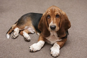 Pups Prints: Domestic Dog, Basset Hound, puppy, laying on carpet, England, January