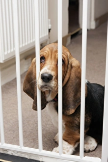 Domestic Dog, Basset Hound, puppy, sitting behind safety gate, England, December