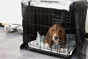 Domestic Dog, Basset Hound, puppy, laying in cage on tiled floor, England, December
