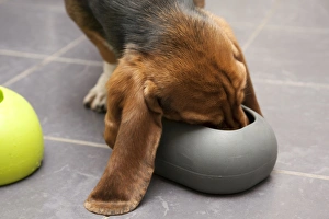Domestic Dog, Basset Hound, puppy, feeding from moulded rubber bowl on tiled floor, England, January