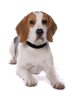 Dog Prints: Domestic Dog, Beagle, adult male, with collar, laying