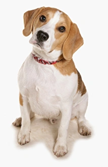 Collar Prints: Domestic Dog, Beagle, adult, sitting