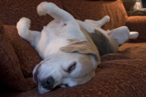 Domestic Dog, Beagle, elderly adult, sleeping on sofa, England