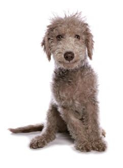 Puppies Prints: Domestic Dog, Bedlington Terrier, puppy, sitting