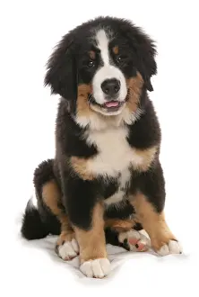 Cute Prints: Domestic Dog, Bernese Mountain Dog, puppy, sitting