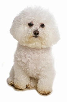 Dog Prints: Domestic Dog, Bichon Frise, adult, sitting
