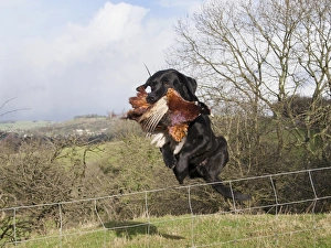 Fence Prints: Domestic Dog, Black Labrador Retriever