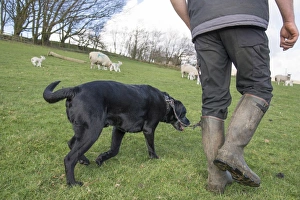 Domestic Dog, Black Labrador Retriever, adult, being walked in field with sheep, Chipping, Preston, Lancashire