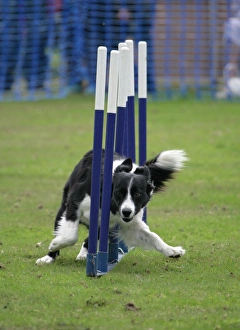 Domestic Dog, Border Collie, adult, weaving through poles, England, september