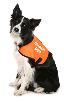 Domestic Dog, Border Collie, adult, Search and Rescue dog wearing high visability jacket